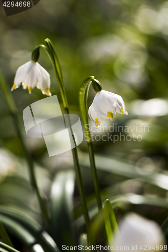 Image of Snowflake plant (snowbell, dewdrop)