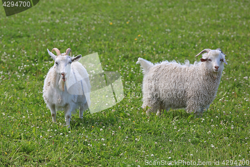 Image of Two Male Goats on Meadow