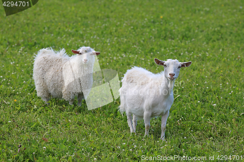 Image of Two White Goats on Meadow