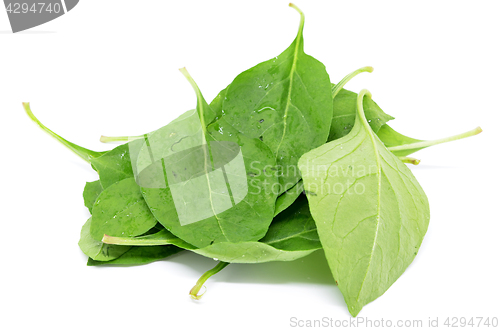 Image of Matrimony vine leaf