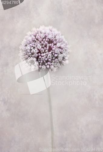 Image of Beautiful allium flower