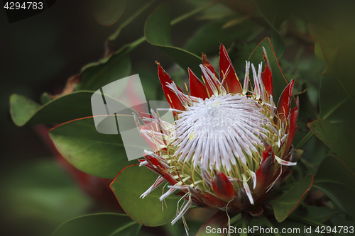 Image of Protea Sugarbush Proteaceae