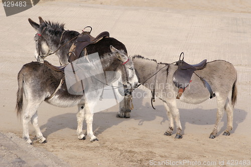 Image of three donkeys