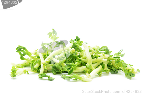 Image of Peanut Sprouts isolated