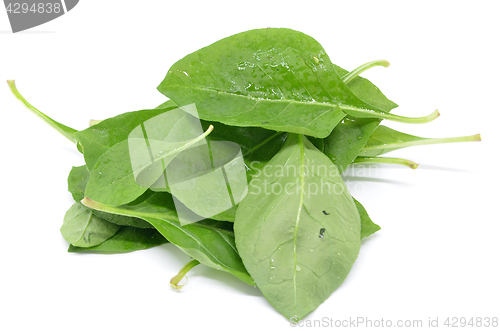 Image of Matrimony vine leaf