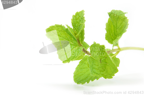 Image of Fresh mint leaves