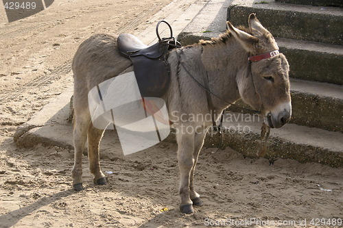 Image of lonely donkey