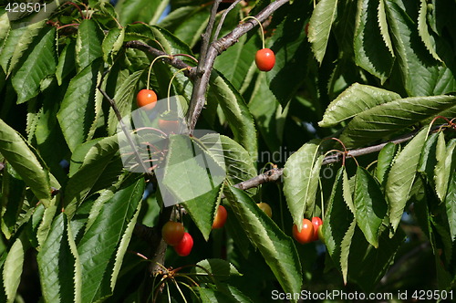Image of cherries growing