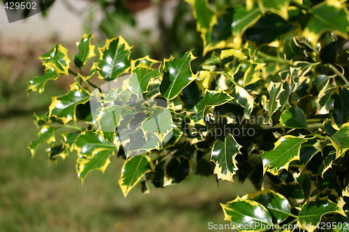 Image of variegated holly