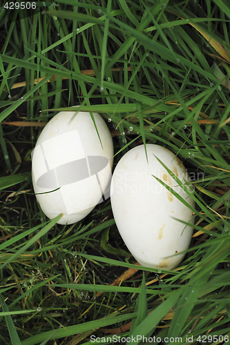 Image of two eggs  in the grass