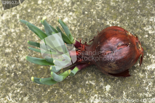 Image of onion showing new shoots