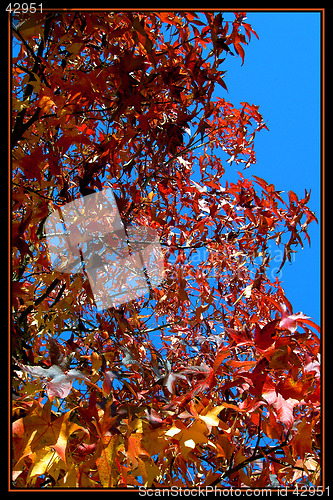 Image of The tree