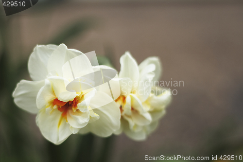 Image of narcissis flowers