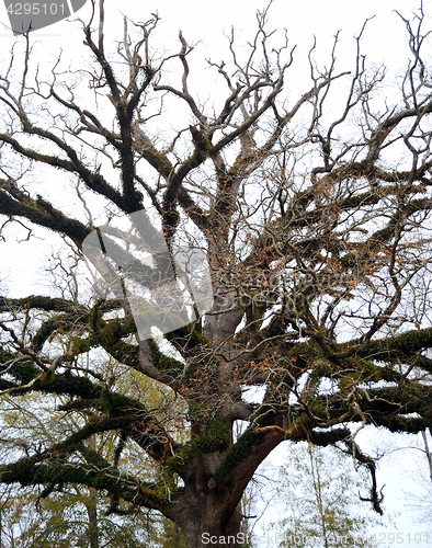 Image of Branching out.