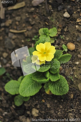 Image of yellow primula