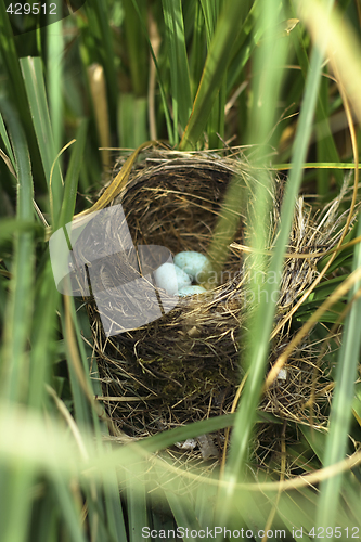 Image of blackbird eggs in the nest