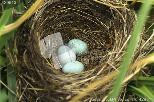 Image of blackbird eggs in the nest