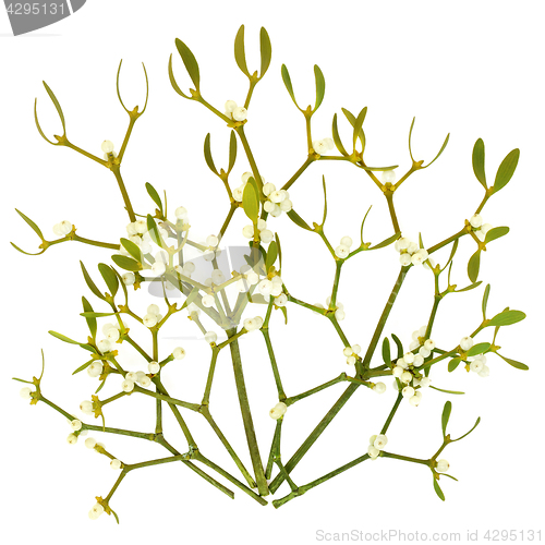 Image of Mistletoe Leaf Sprigs