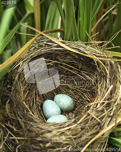 Image of blackbird eggs in the nest