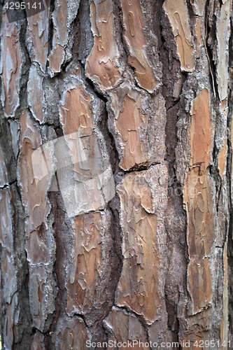 Image of old tree texture