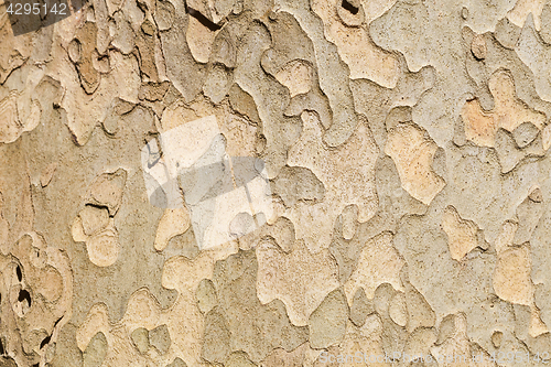 Image of  tree texture background