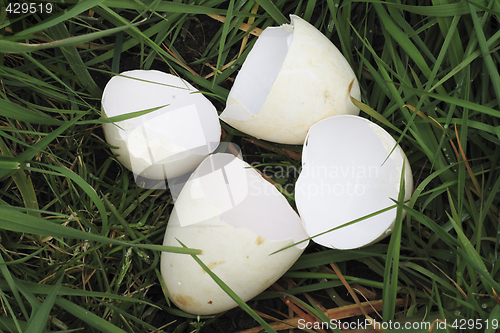 Image of egg shells in the grass