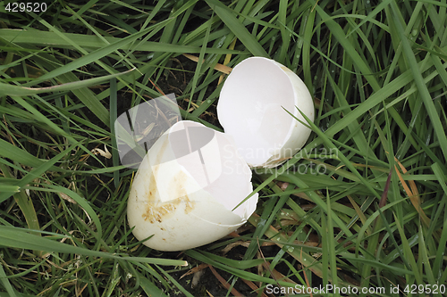 Image of egg shell in the grass