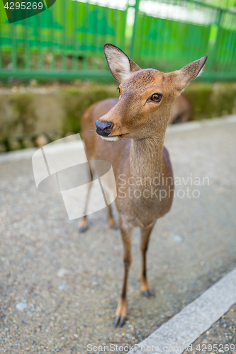 Image of Cute deer