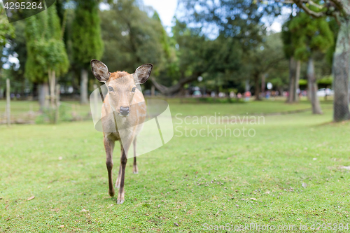 Image of Deer walking to the front