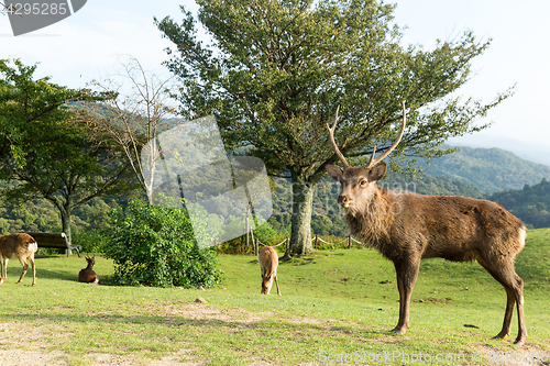 Image of Male deer