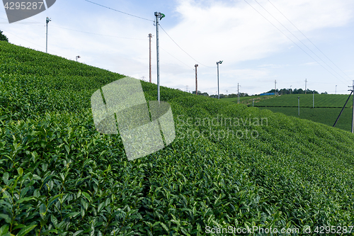 Image of Tea Plantation