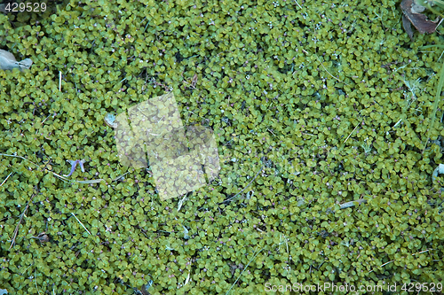 Image of detail of an attacking weed