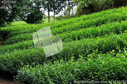 Image of Tea farm