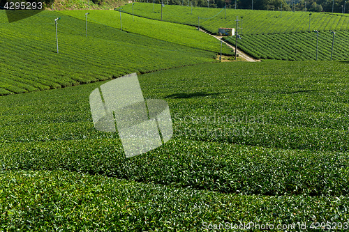 Image of Green tea field