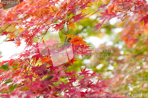Image of Red maple tree