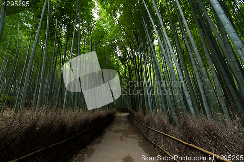 Image of Bamboo forest