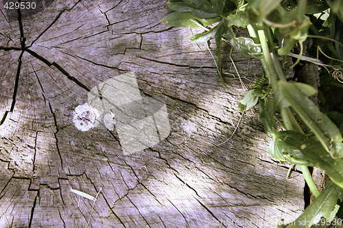Image of tree texture
