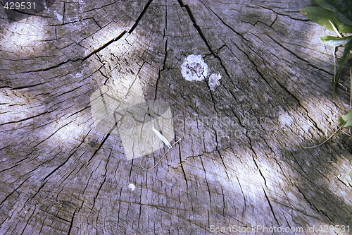 Image of tree texture