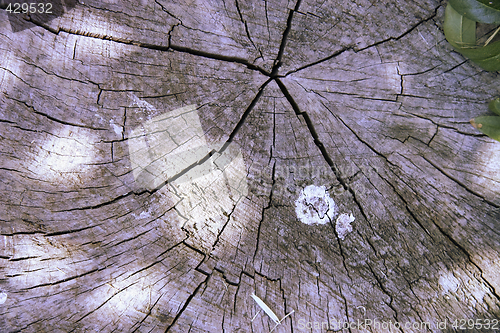 Image of tree texture