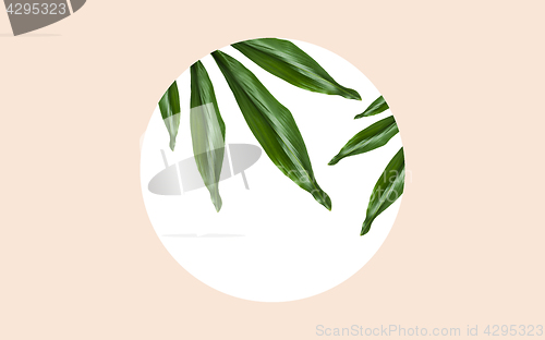 Image of green leaves over round frame on beige