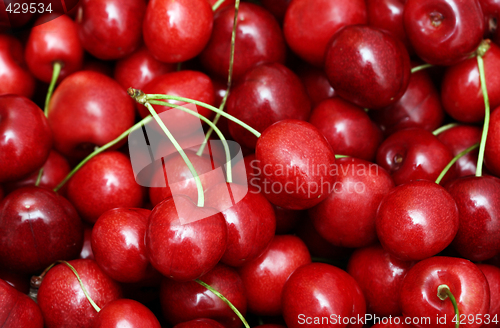 Image of freshly picked heap of cherries