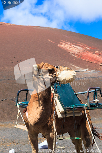 Image of Camels in Timanfaya National Park on Lanzarote.