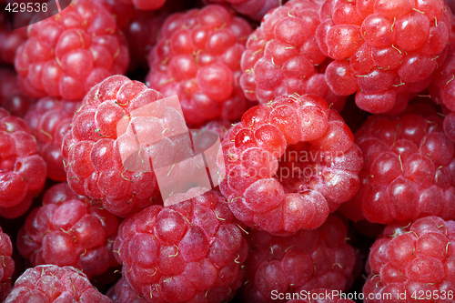 Image of Close-up of ripe raspberries