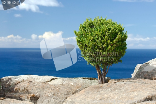 Image of Tree on ocean cliff