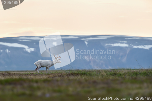 Image of Albino reindeer with mountains in the background