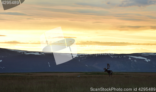 Image of Reindeer at sunset with mountains