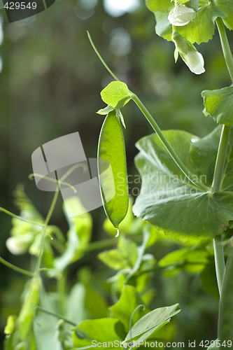 Image of peas vine