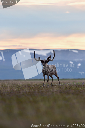 Image of Reindeer with mountains in the background