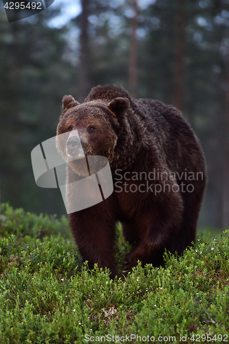 Image of Big male brown bear