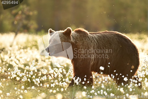 Image of Brown bear in cotton grass at sunset